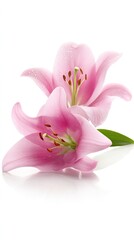 Pink Lilies Close Up Studio Shot