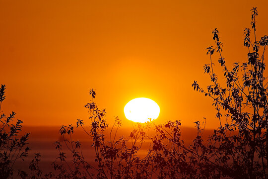 Golden sunset over Puget Sound with silhouetted foliage and warm orange sky. Peaceful coastal evening scene in Edmonds, Washington.