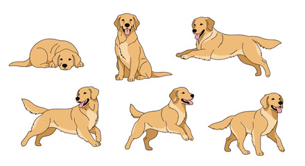 Set of golden retriever dog illustrations in various poses, including sitting, lying down, running, and walking, showing the breed's character.