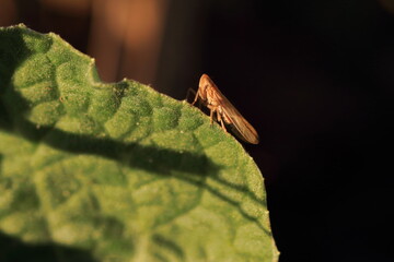 Leafhopper insect on green leaf macro close-up