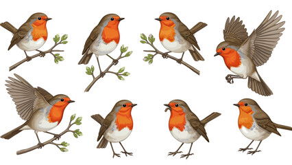 Fototapeta premium Set of seven robins perched branches