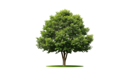 A serene tree stands alone on a lush green lawn, photographed from a straight-on viewpoint, in high-fidelity detail and vibrant colors.