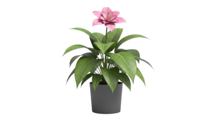 A pink flowered plant with green leaves grows in a gray pot on a white background indoors.