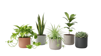 Various potted plants on display in a row on white background with green leaves and stems
