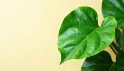 Lush fiddle leaf fig, vibrant green leaves, cream backdrop, cream, home decor