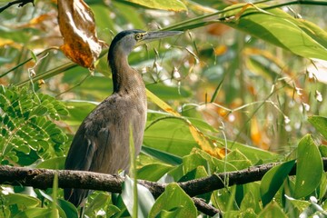 Obraz premium Elegant Bare-throated Tiger Heron looking alert while perched in a bright, leafy environment.