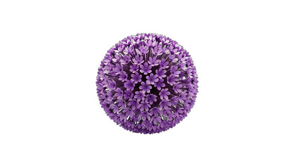 Purple Allium Flower Head Isolated on White Background