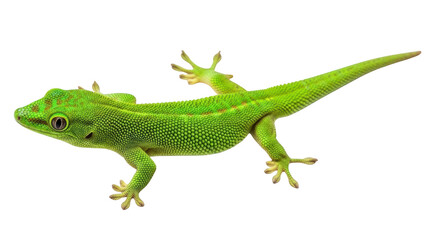 Obraz premium A vibrant green lizard with red spots is displayed against a white background in high resolution photography.