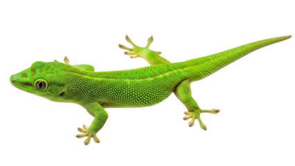 A vibrant green lizard with red spots is displayed against a white background in high resolution photography.