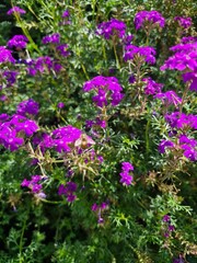 Obraz premium purple flowers in the garden