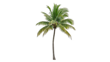 A tall palm tree stands alone on a plain background with lush green leaves and a slender trunk.