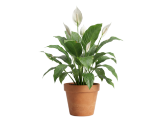 Pot with home plant Spathiphyllum.