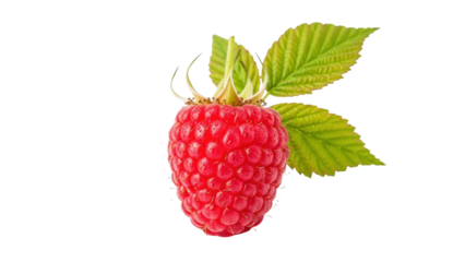 Fresh raspberry with green leaves on white background for food and nature themes in photography