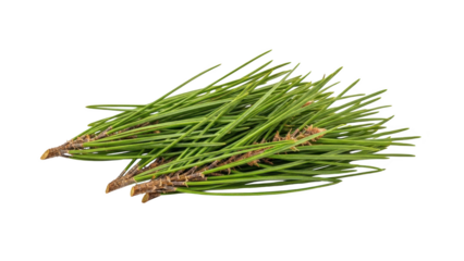 A bunch of green pine needles with brown tips isolated on a white background viewed from above clearly