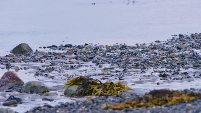 A small common ringed plover, a wading bird, blending in with it's camouflage along the small rocks on the shore. Calm body of water in the dusk in the background. Finnmark, near Vard&oslash;, Norway.