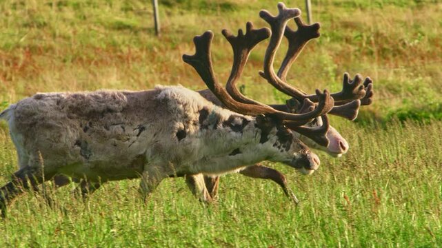 A light-colored reindeer (Rangifer tarandus) walks a green meadow in Lapland, Finnmark near Vard&oslash;, under Arctic midnight sun. Backlit, tranquil Nordic countryside with grass and a fence in the back.