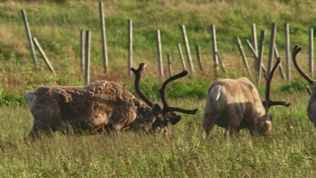 Reindeer in Lapland under the midnight sun run across an open Nordic meadow, antlers held high. Remote Arctic wildlife in Scandinavia, Norway Finnmark Vard&oslash;, warm dusk light, natural countryside scene