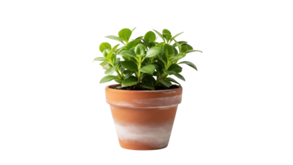 A small green plant with round leaves thriving in a terracotta pot, viewed from the front against a white background.