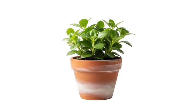 A small green plant with round leaves thriving in a terracotta pot, viewed from the front against a white background.