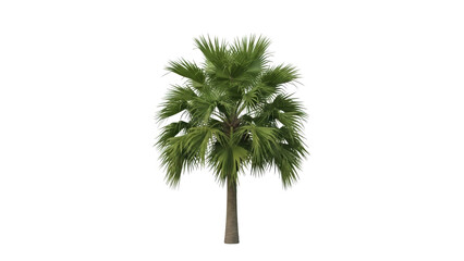 Obraz premium A tall palm tree with lush green leaves stands alone in a white background outdoor setting.