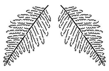 ウラジロ（シダ）の手描きイラスト（線画・白バック）