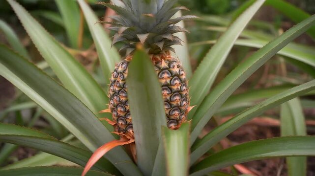 Mature pineapple growing on a lush green plant in a tropical garden viewed from directly above
