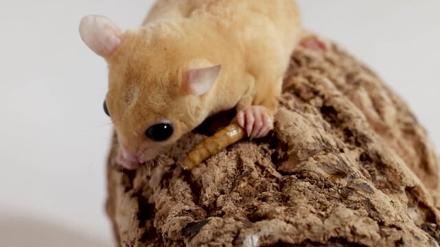 Baby Dormouse Eating Mealworm On Log In Studio