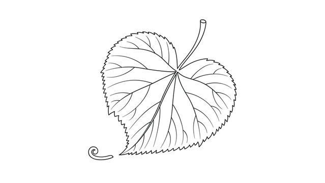 A single, minimalist heart-shaped linden leaf drawn in a clean black outline style, isolated on a plain white background for design.