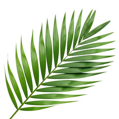 palm tree leaf