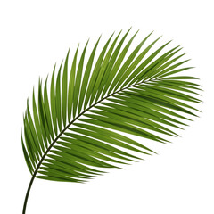 palm tree leaf
