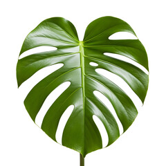 green leaf isolated on white background