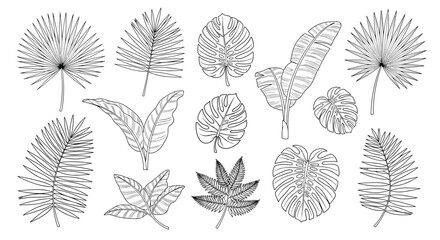 A collection of various tropical palm and monstera leaves, hand-drawn in a detailed black and white vintage engraving or sketch style.