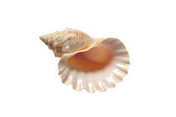 sea shell isolated on white