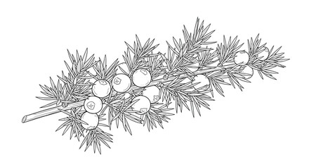 A detailed botanical illustration of a juniper branch with berries and needles in a black and white vintage engraving style.