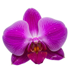 orchid isolated on white background
