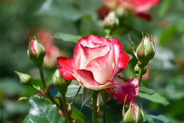 バラ「ジュビレ・デュ・プリンス・ドゥ・モナコ」Rose  'Jubile du prince de Monaco'