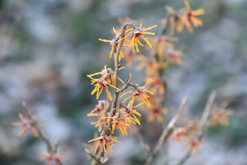 ニシキマンサク　Chinese fringe flower