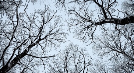 Obraz premium Looking Up at Snow Covered Tree Branches Against Blue Sky