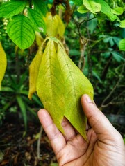Withered yellow leaves on the tree.