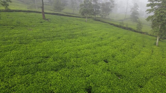 Aerial Drone Footage of Tea Plantation with Morning Fog, Wonosobo, Java, Indonesia