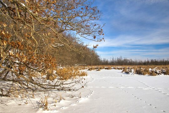 Sunny winter landscape of a snowy, frozen marsh along the Loew Lake Segment of The Ice Age Trail near Monches, Wisconsin.