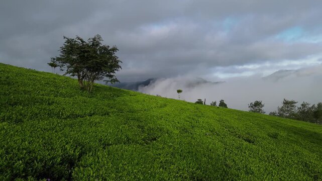 Aerial Drone Footage of Tea Plantation with Morning Fog, Wonosobo, Java, Indonesia