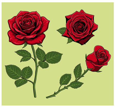 Collection of red rose illustrations including full bloom and rosebud