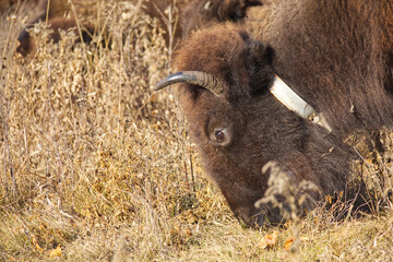 Plains Bison at Elk Island National Park