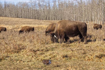 Plains Bison at Elk Island National Park
