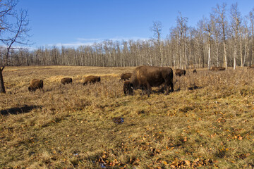 Plains Bison at Elk Island National Park