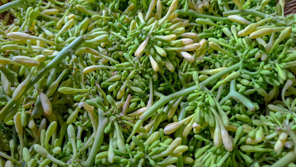 Fresh Papaya Flower Buds Vegetable Background