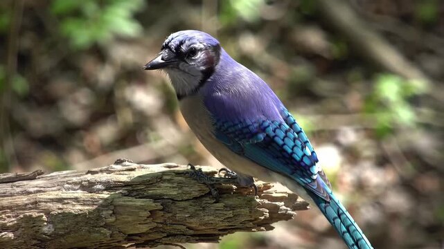 Vibrant blue jay perched on log in natural light, bird watching nature scene.