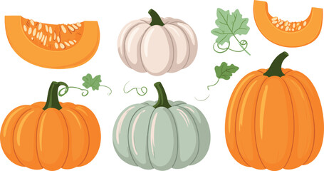 Flat Style Pumpkin and Squash Collection with Whole and Sliced Gourds Illustration