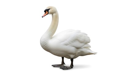Obraz premium Elegant Mute Swan Standing Isolated on White Background with Clipping Path - Detailed Profile View of Majestic White Bird, Symbolizing Grace and Purity for Design Projects and Wildlife Education.